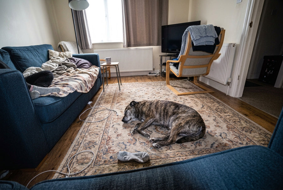 Bella asleep on the same rug four weeks later