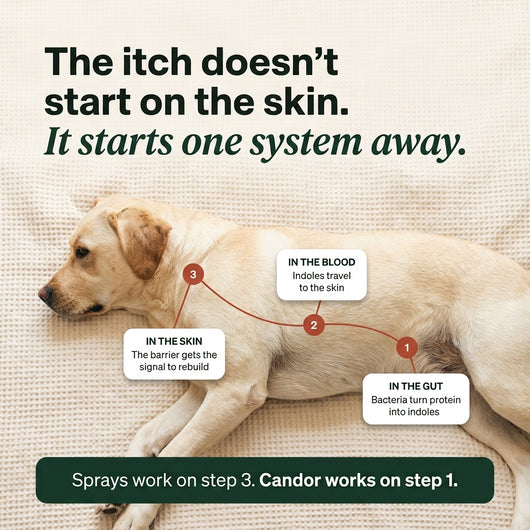 Candor - Superchew Skin & Itch